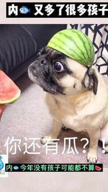 娱乐吃瓜酱猫猫护孩子